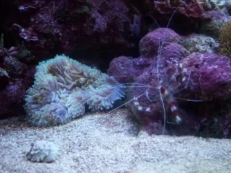 btashrimp.webp