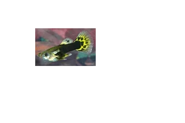 guppy4.webp