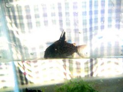cory_004.jpg