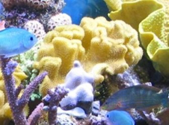reef_tank.jpg