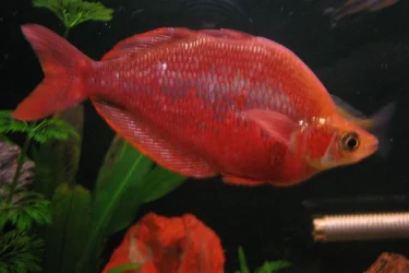 red_rainbow_2.webp