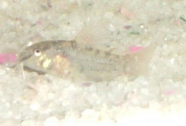 DSCF2708updated.jpg
