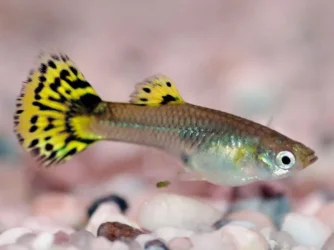 800px_Femaleguppy_7779.webp