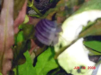 snail.webp