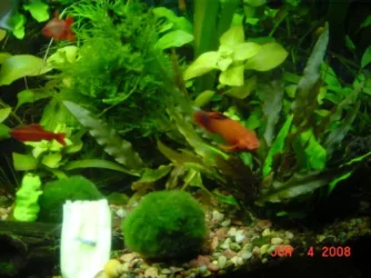 fish_076.webp