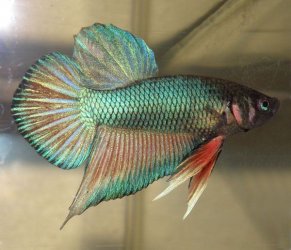 New_Betta.jpg New_Betta.jpg