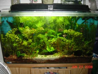 fish.webp