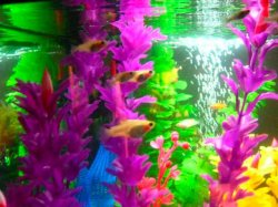 IMG_0078b.jpg IMG_0078b.jpg