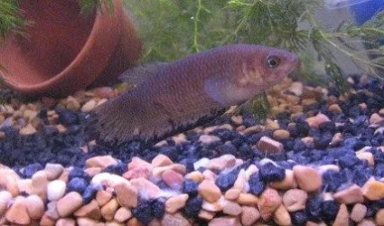 bellica_female1.webp
