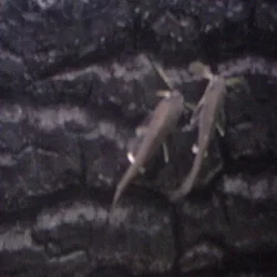 picture_2.webp