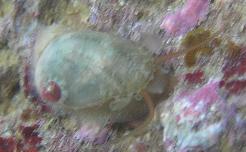 unidentified_critter.JPG unidentified_critter.JPG