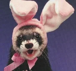 easter_ferret.webp