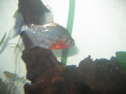 Sanchezi_profile_img.jpg Sanchezi_profile_img.jpg