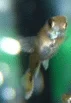 guppy3.webp