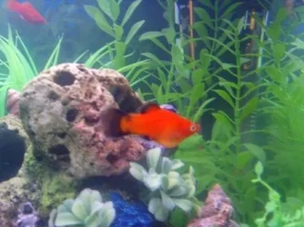pregnant_platy.webp pregnant_platy.webp