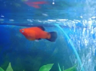 pregnant_platy2.webp pregnant_platy2.webp