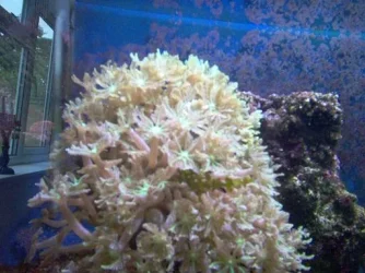 mt5.webp
