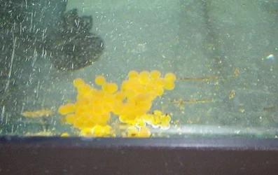 eggs.webp