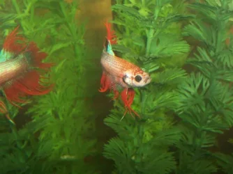 100_4315__Small_.webp