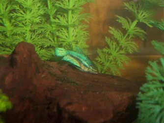 100_4314__Small_.webp