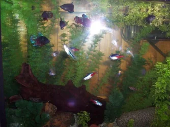 100_4327__Small_.webp