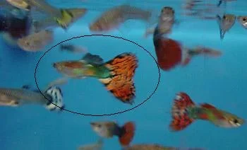 Guppies___Part_II_.webp Guppies___Part_II_.webp