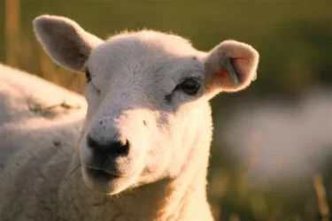 Lamb__Small_.webp