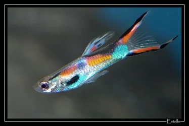 endlers.webp