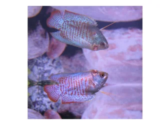 gourami_injury1.webp