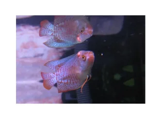 gourami_injury2.webp