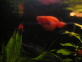 bloated4_resize.jpg