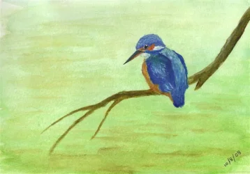 Kingfisher__Medium___2_.webp