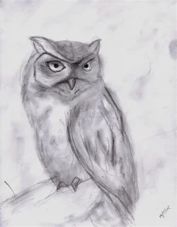 Owl__Medium_.webp