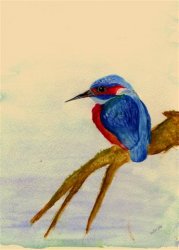 kingfisher_2__Small_.jpg