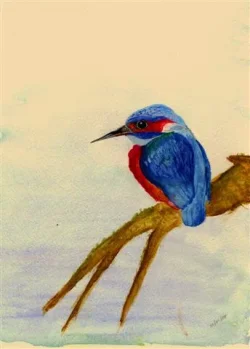 kingfisher_2__Small_.webp