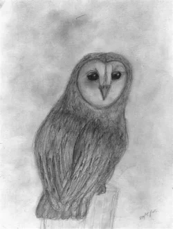 Barn_owl__Medium_.webp