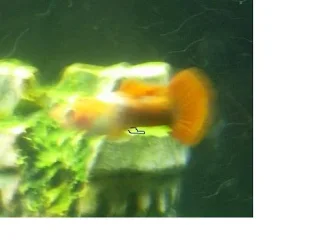guppy.webp guppy.webp