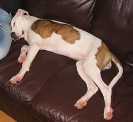 pup.webp