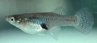 Pregnant_Mosquito_Fish.jpg Pregnant_Mosquito_Fish.jpg