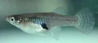 Pregnant_Mosquito_Fish.webp Pregnant_Mosquito_Fish.webp
