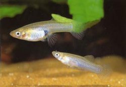 Male_and_female_Msoquito_Fish.jpg Male_and_female_Msoquito_Fish.jpg