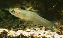 male_mosquito_fish.jpg male_mosquito_fish.jpg