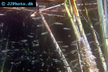 Lots_of_mosquito_fish.jpg Lots_of_mosquito_fish.jpg