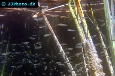 Lots_of_mosquito_fish.webp Lots_of_mosquito_fish.webp