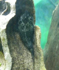 pleco1.webp
