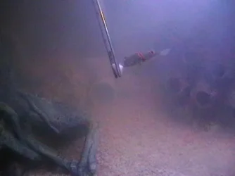 Puffer_eating.webp