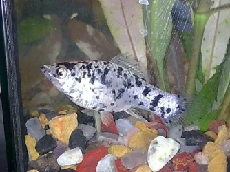 Image020.webp