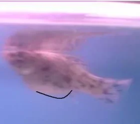post_43568_1219830994.webp