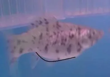 post_43568_1219831415.webp