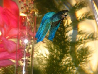 Sharky_8.7.08.JPG Sharky_8.7.08.JPG